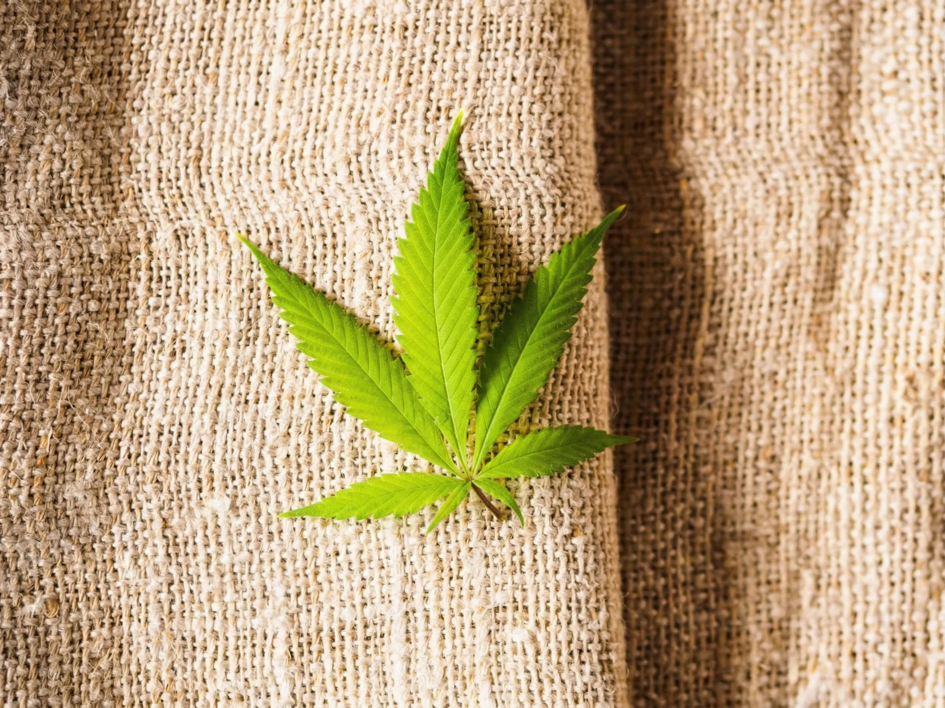 汉麻植物与面料